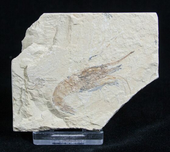 Fossil Shrimp Carpopenaeus From Lebanon #1798
